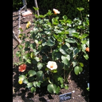 Hibiscus - Hibiscus Rosa-Sinensis cv Le Vaucluse (fam Malvacees) (03)